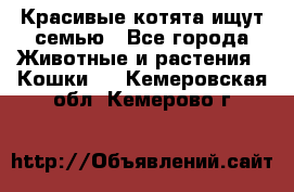 Красивые котята ищут семью - Все города Животные и растения » Кошки   . Кемеровская обл.,Кемерово г.